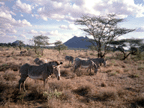 Africa